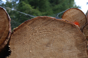 Sticker - Closeup shot of wooden stacked sawn logs for background