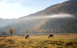 © Анна Костенко - Autumn morning near the village of Belyashi in Altai