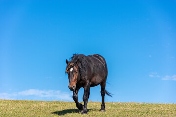 Wall Mural - horse in the field