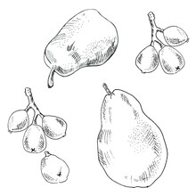 Hand Drawn Sketch. Set Of Pears And Loquat  Branches. Vector Illustration.