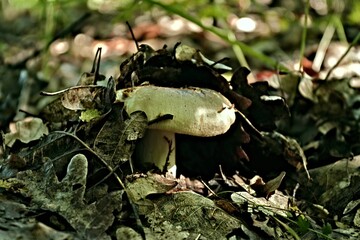 Canvas Print - Single mushroom on the ground covered with dry leves