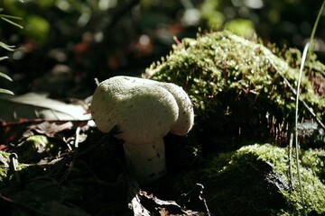 Canvas Print - single mushroom between mossy stones