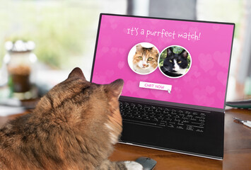Cat using online dating website on computer. Laptop screen with matched male and female profile. Single cats searching for love online. Concept for pets using technology, or animals imitating humans.