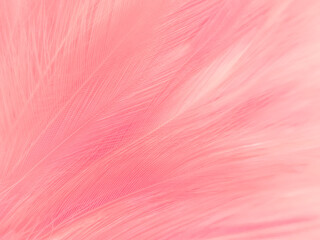 Wall Mural - Beautiful abstract light pink feathers on white background,  white feather frame texture on pink texture pattern, pink background, love theme wallpaper and valentines day