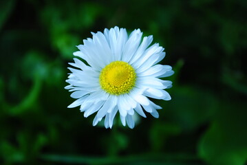 white flower