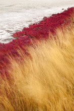 Canada, British Columbia, Kamloops, Lac Du Bois Grasslands Park. Scenic Of Grasses And Dried Lake Bed.