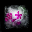 purple Cyclamen flowers in ice cube, frozen flower art on black background with negative space