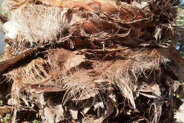 Palm tree trunk texture