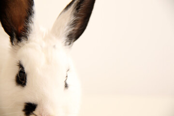 Wall Mural - cute white miniature rabbit with black eyes and ears