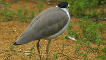 Close Up Of A Masked Lapwing Bird