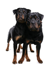 Sticker - Rottweilers 5