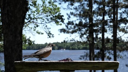 Wall Mural - summer, scenery, background, view, rustic, rural, scenic, alight, arrive, bird, black, closeup, common grackle, country, farm, fauna, flap, flight, fly, garden, grackle, grape, grape jelly, gust, gust