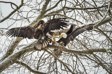 Sticker - Canada, British Columbia. Delta, Bald eagles fight over food scraps.