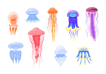 Canvas Print - Cartoon Color Different Type Jellyfish Icon Set. Vector