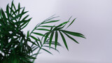 Fototapeta Sypialnia - A fresh green foliage on white background - perfect for an interior. dark green leaves house plant