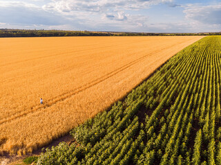 Wall Mural - Landscape with road between meadow. Agriculture, fields and pastures. Wheat crop field and sunflower meadow.