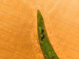 Wall Mural - Amazing island of green trees, in a yellow field of wheat, in agricultural land