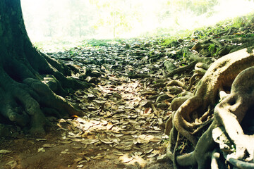 Path with fallen leaves in the sunlight between the roots of two large ficus trees, toned 