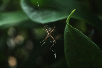 spider