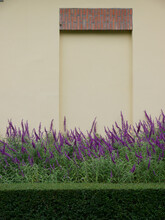 Cream Wall Purple Flowers 