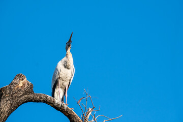 The Asian Openbill (Anastomus oscitans) is a large greyish colored wading bird or stork. Its name derived from the adult birds bill having a distinctive gap which is for feeding on freshwater snails.