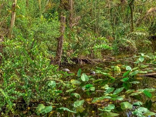 Wall Mural - South Florida cypress swamp wetland