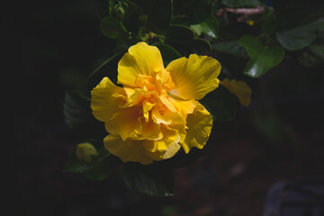 flor amarillo naturaleza primavera