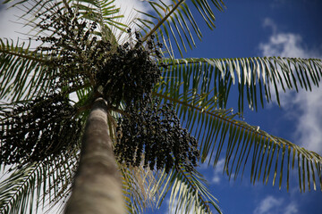 Wall Mural - salvador, bahia, brazil - february 15, 2021: plantation of acai palms (euterpe oleracea) in the city of Salvador.