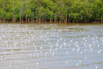 Wall Mural - Gulls on the Water