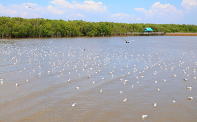 Wall Mural - Gulls on the Water