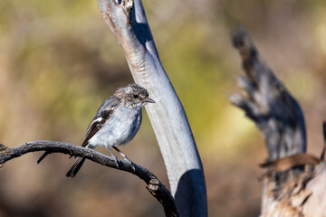 Wall Mural - A juvenile Hooded Robin (Melanodryas cucullata) perched on a branch.