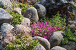 Various perennial plants in a small rockery in a summer garden
