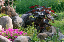 Various Perennial Plants In A Small Rockery In A Summer Garden