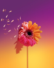 Colored Gerberas And Flying Petals On A Yellow-pink Gradient Background. Minimal Concept