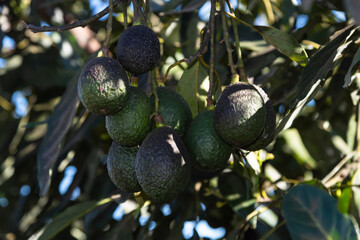 Avocado orchard, avocadoes riping on big avocado tree