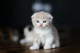 Fototapeta Koty - scottish fold kittens sitting on wooden floor in house.