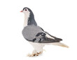Lahore pigeon in studio