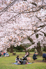 Wall Mural - People having picnic under cherry trees (Hanami) in Tokyo, Japan　東京の公園で花見をする人々 ファミリー