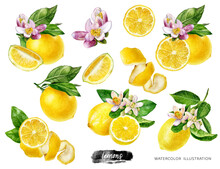 Lemons Big Set Composition Watercolor Illustration Isolated On White Background