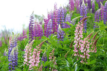 Mountain Meadow With Pink And Purple Lupin Flowers. Colorful Wildflowers In Green Grass