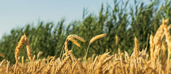 Wall Mural - Grain field - panoramic view