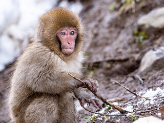 Wall Mural - Closeup shot of a cute little Japanese macaque playing with a branch