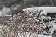 Kwiczoł zimą - Turdus pilaris