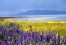 Wild Yellow Spring Flowers And Purple Lupins By Lake Tahoe, CA On A Stormy Day