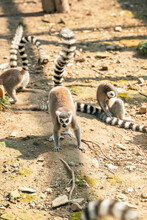 A Group Of Ring-tailed Lemurs  In A Zoo.