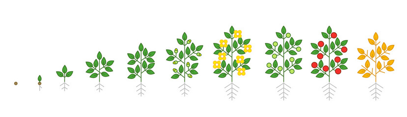 Poster - Plant growth stages infographic. Growing period steps. Harvest animation progression phase. Cycle of life schema. Vector set.