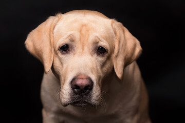 Wall Mural - Labrador retriever dog isolated on a black background