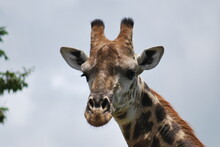 Portrait Of A Giraffe
