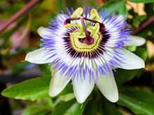 Passionflower (Passiflora Caerulea)  Or Passion Flower In Tropical Garden. Passion Fruit Flower Or Passiflora (Passifloraceae) Is Genus Of 550 Passionflower Species. Blue Passion Flower Wild Grows