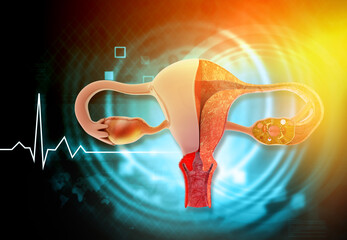 Wall Mural - Female uterus cross section. 3d illustration.